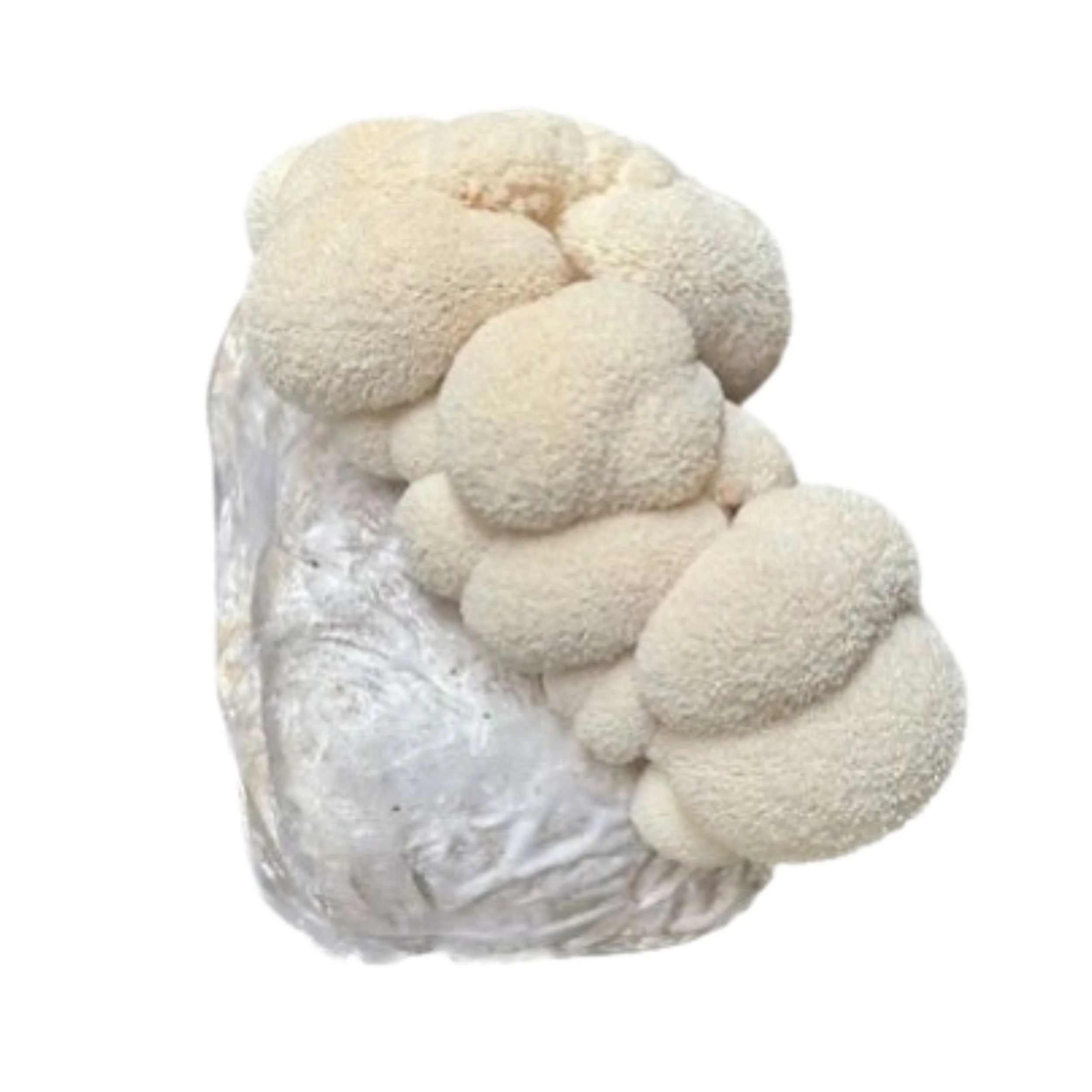 Shop — MidAm Mushrooms
